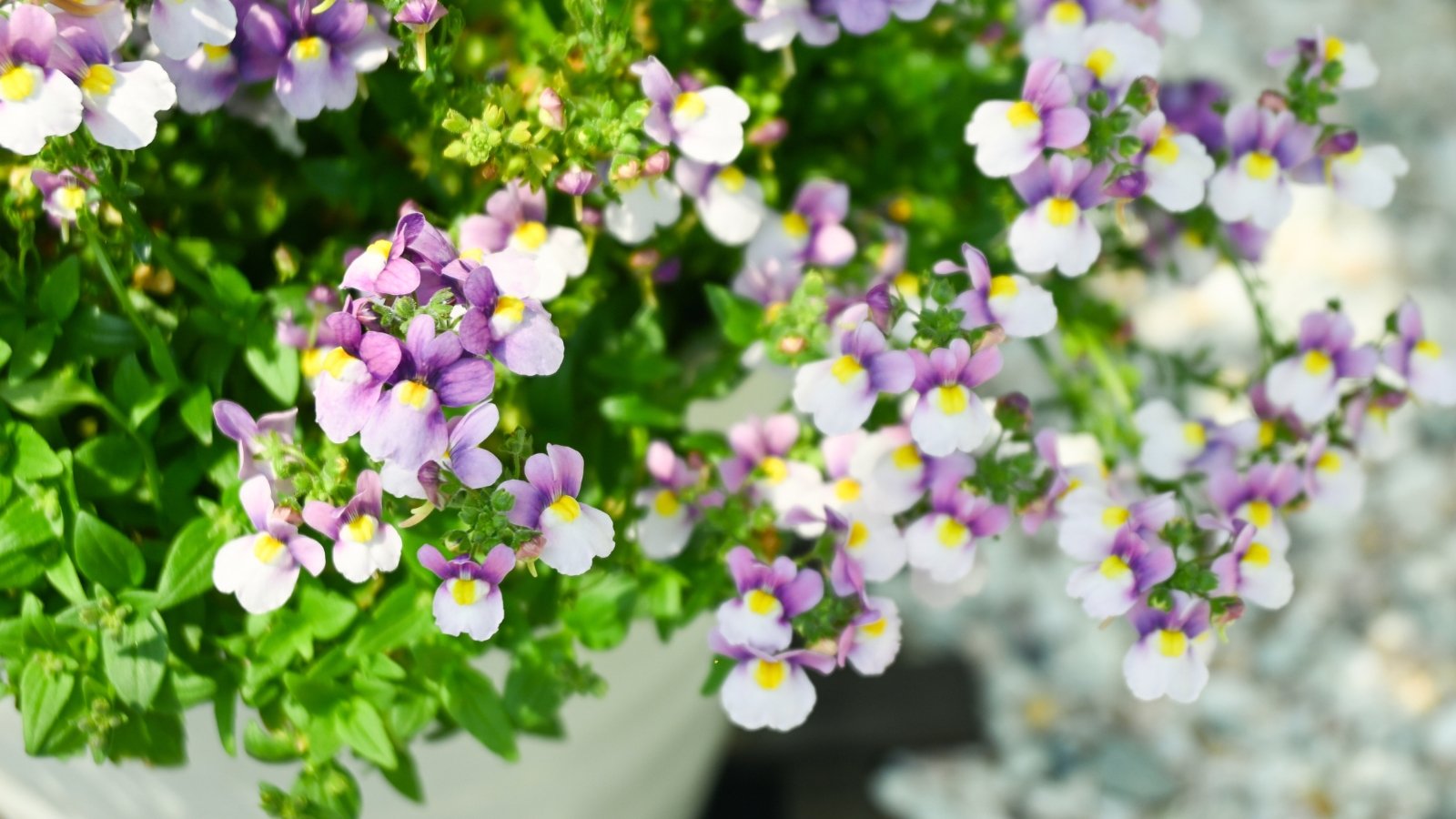 Lush plant with upright stems supporting soft-hued flowers with white-purple petals and serrated, lance-shaped leaves in a large white pot.