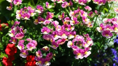 Compact flowering plant with slender green stems, narrow toothed leaves, and clusters of small, brightly colored blooms with pink upper petals and white lower petals.