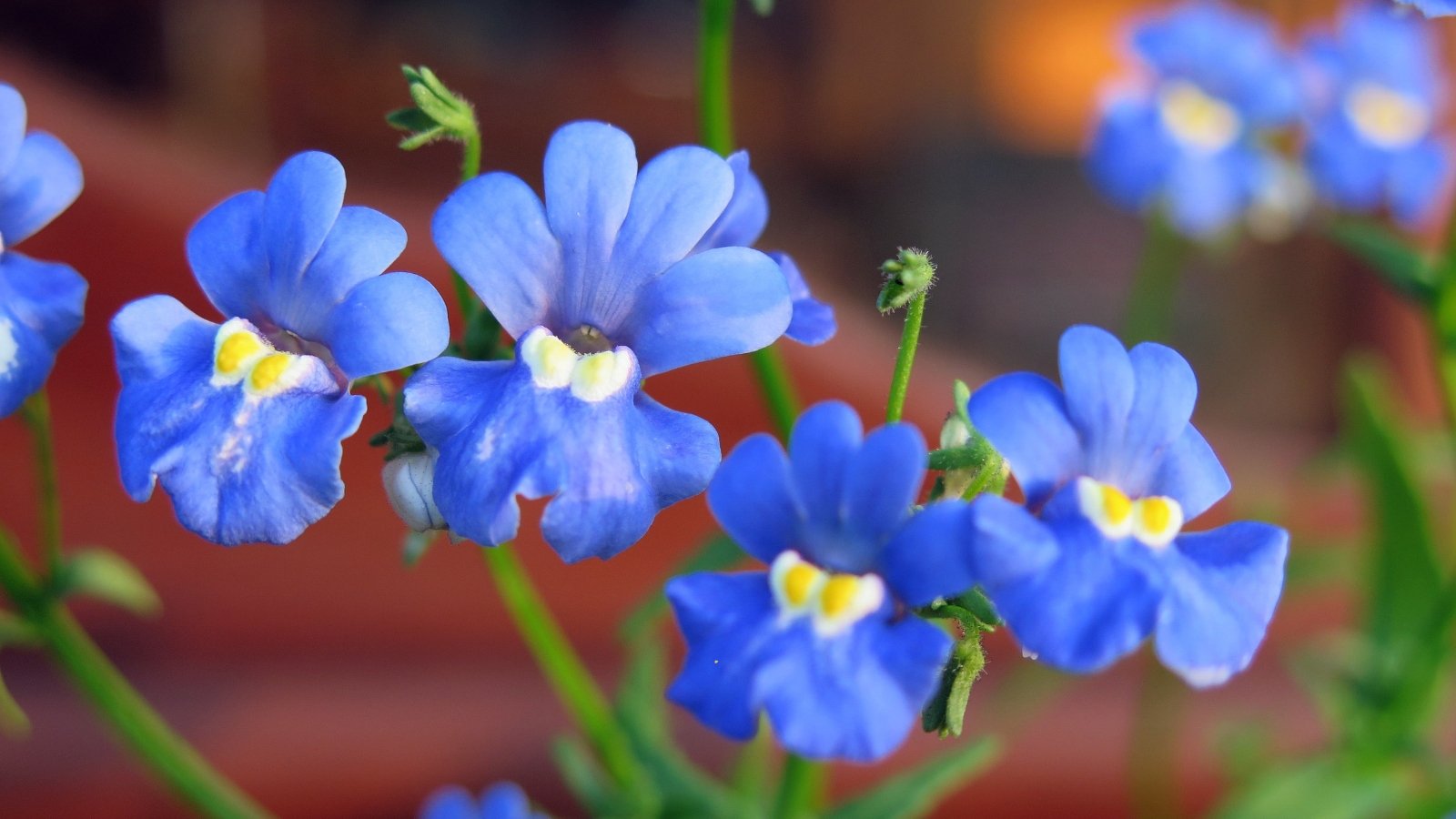 Mass of vivid violet-blue flowers with yellow throats blooming atop slender green stems and narrow, serrated leaves.