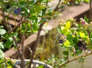 Compact branches of a blueberry plant with smooth, elliptical green leaves and clusters of small, round blue berries grow densely in a pot.