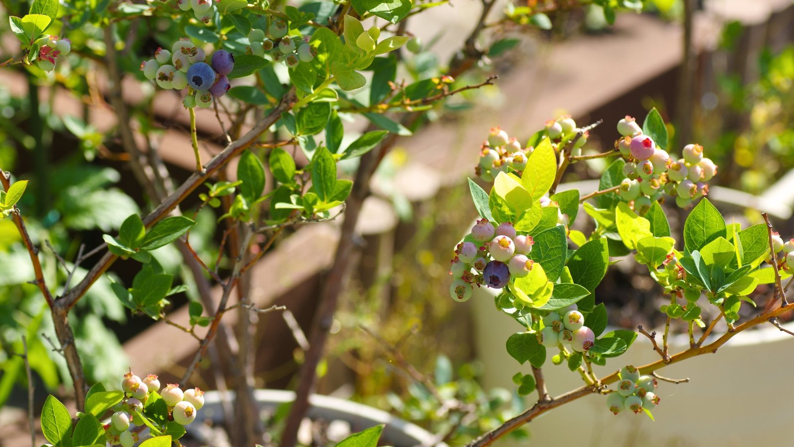Compact branches of a blueberry plant with smooth, elliptical green leaves and clusters of small, round blue berries grow densely in a pot.