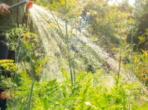 A gardener dressed in trousers and a shirt waters a vegetable garden bed with a hose and a sprayer at midday, breaking gardening rules.