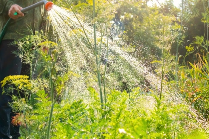 A gardener dressed in trousers and a shirt waters a vegetable garden bed with a hose and a sprayer at midday, breaking gardening rules.