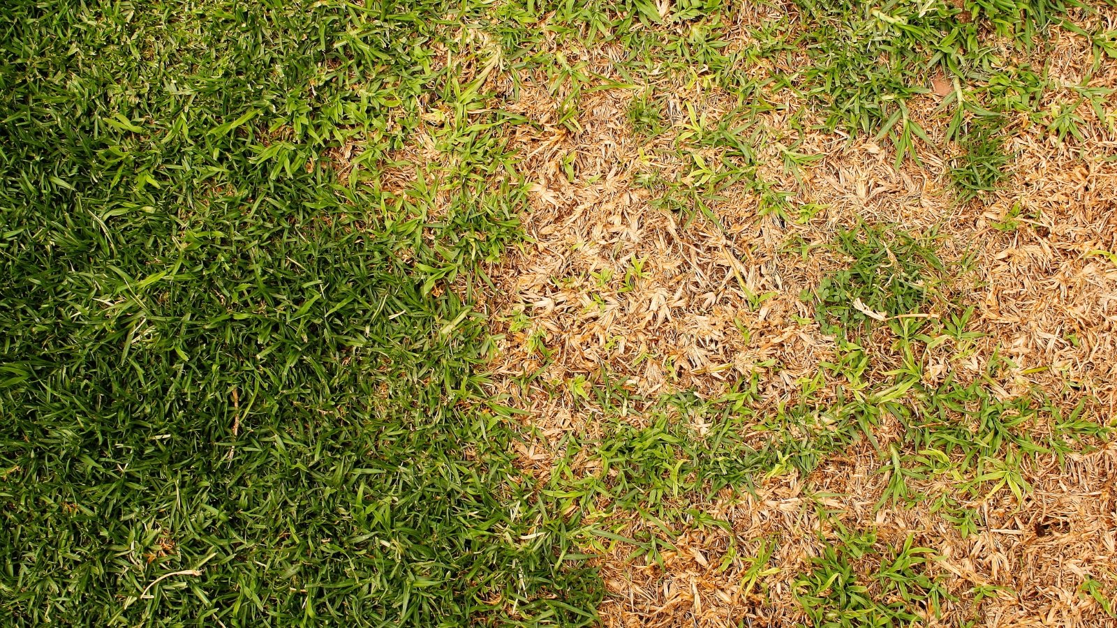 Top view, close-up of a lawn with brown patches among bright green grass in a garden.
