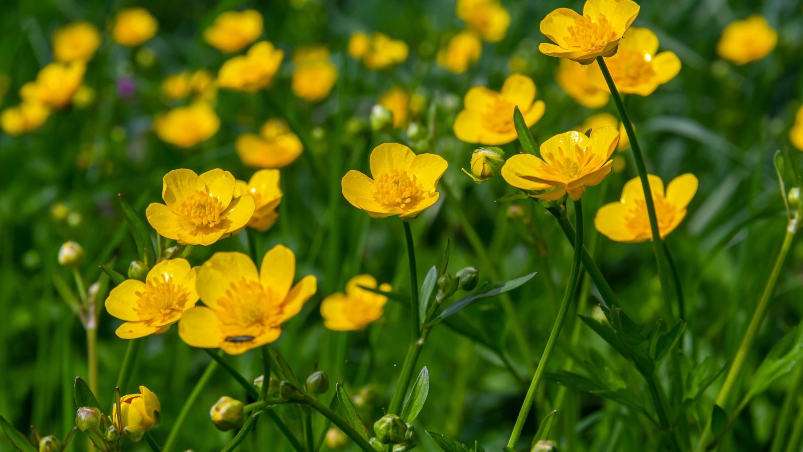 Bright yellow, layered petals of buttercup flowers bloom above glossy green foliage.