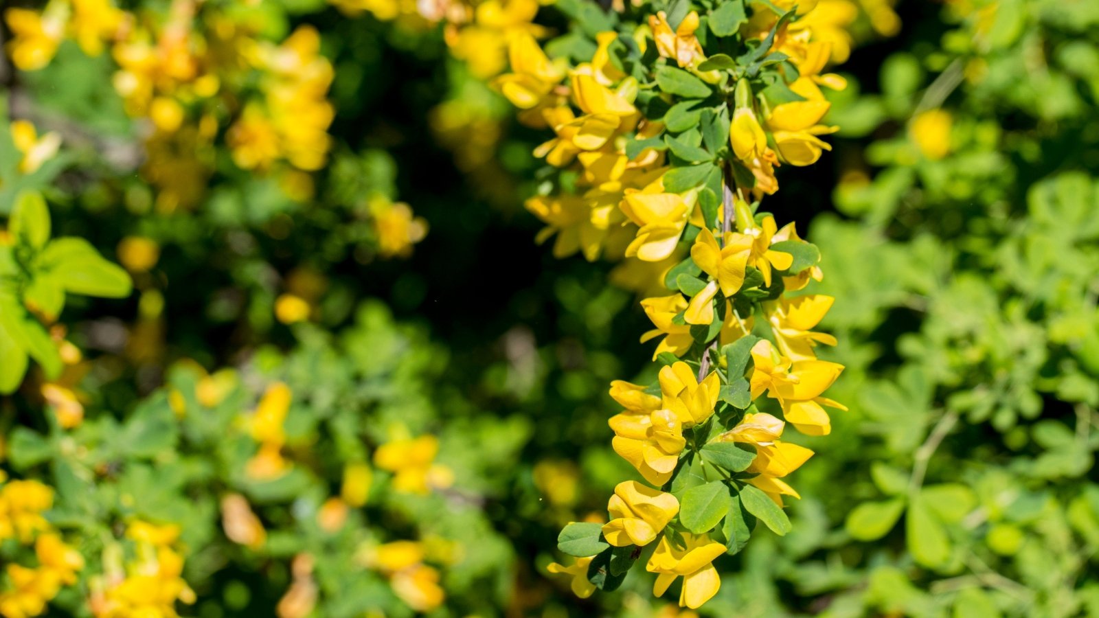 Small golden, cupped blossoms contrast with long, feathery compound leaves made up of oval, dark green leaflets with entire margins.
