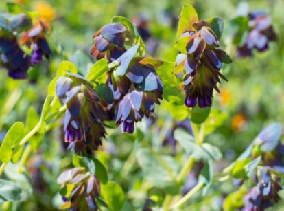 Bell-shaped purple-blue cerinthe flowers hang beneath curved bracts and silvery-green foliage on arching stems.
