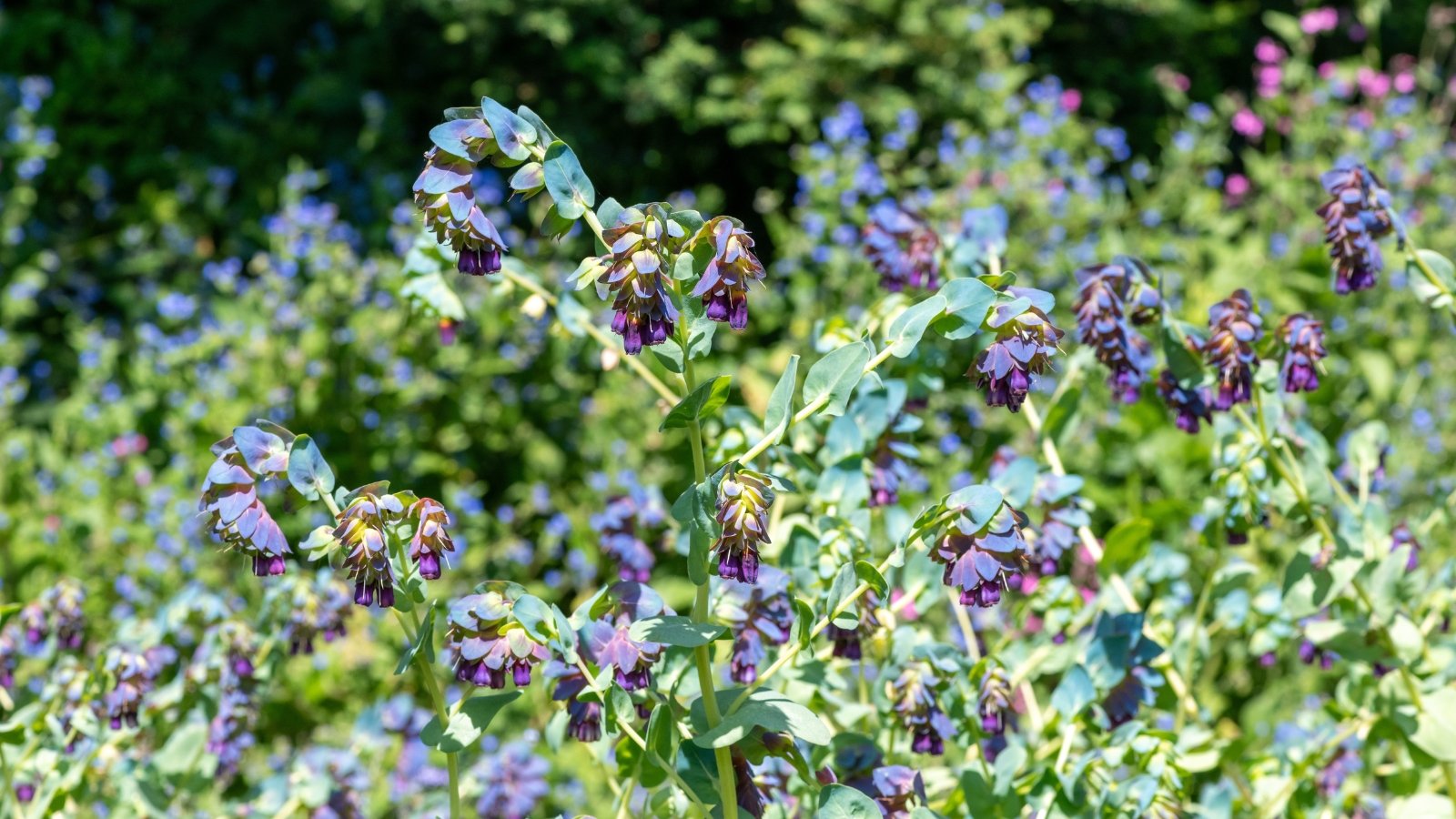 Arching stems hold tubular purple flowers tucked beneath blue-green bracts and silvery, oval leaves in a sunny garden.