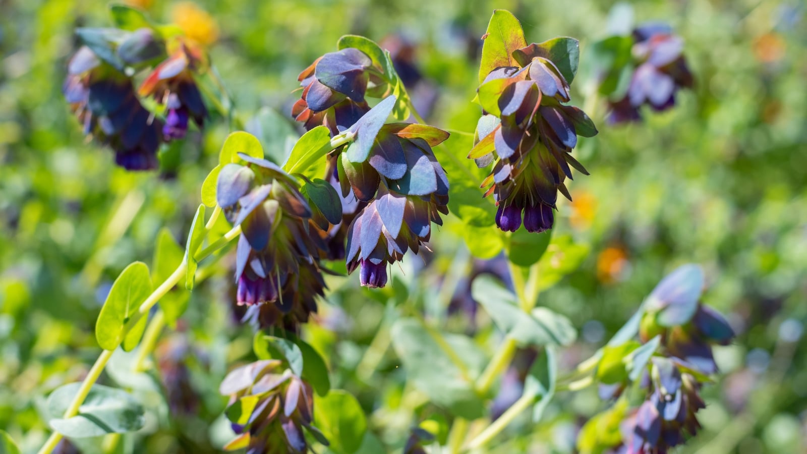 Bell-shaped purple-blue cerinthe flowers hang beneath curved bracts and silvery-green foliage on arching stems.