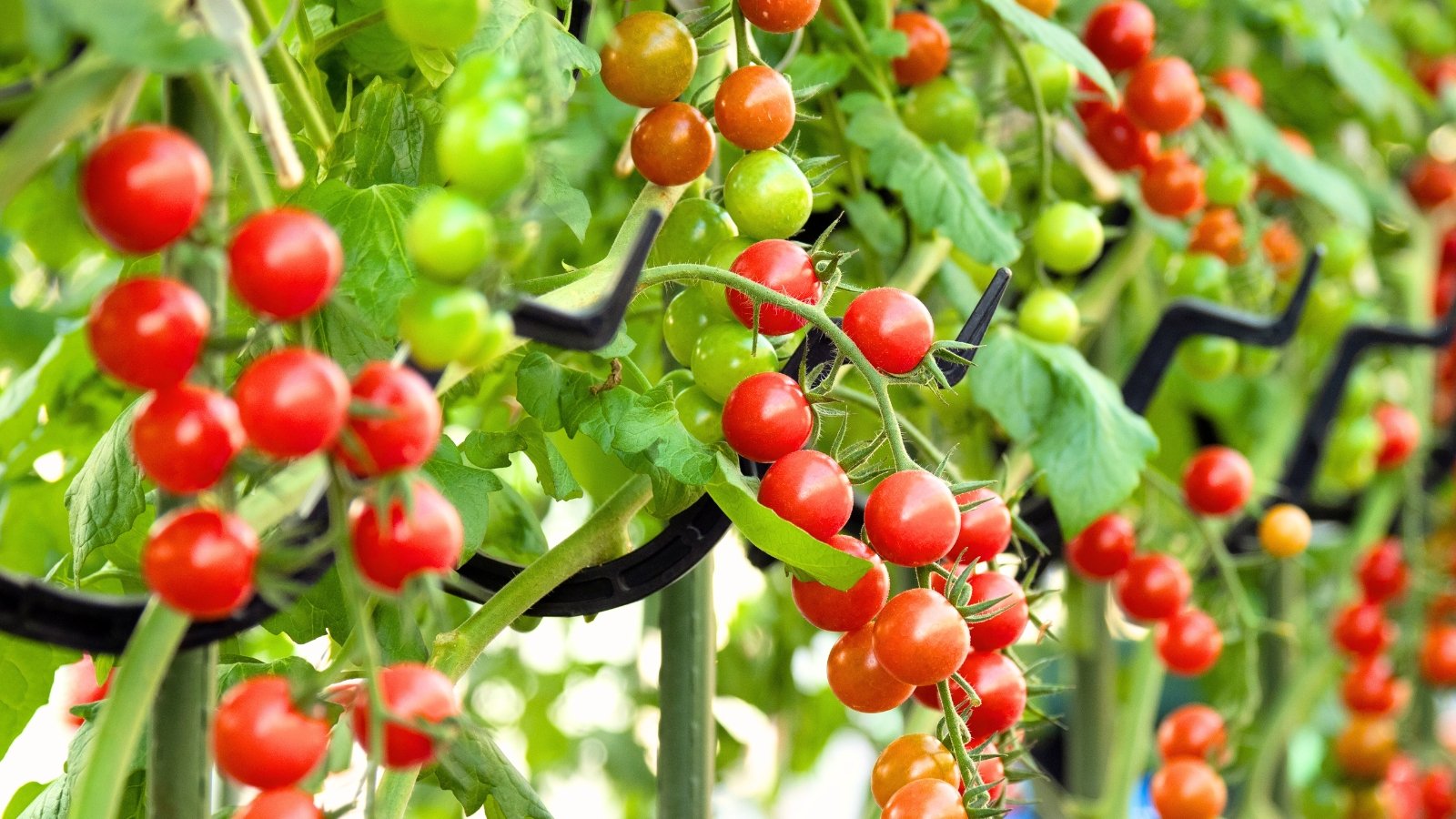 Trailing stems of Cherry Falls tomatoes spill over the edges of containers, covered in glossy green leaves and clusters of bright red cherry tomatoes, in a greenhouse.