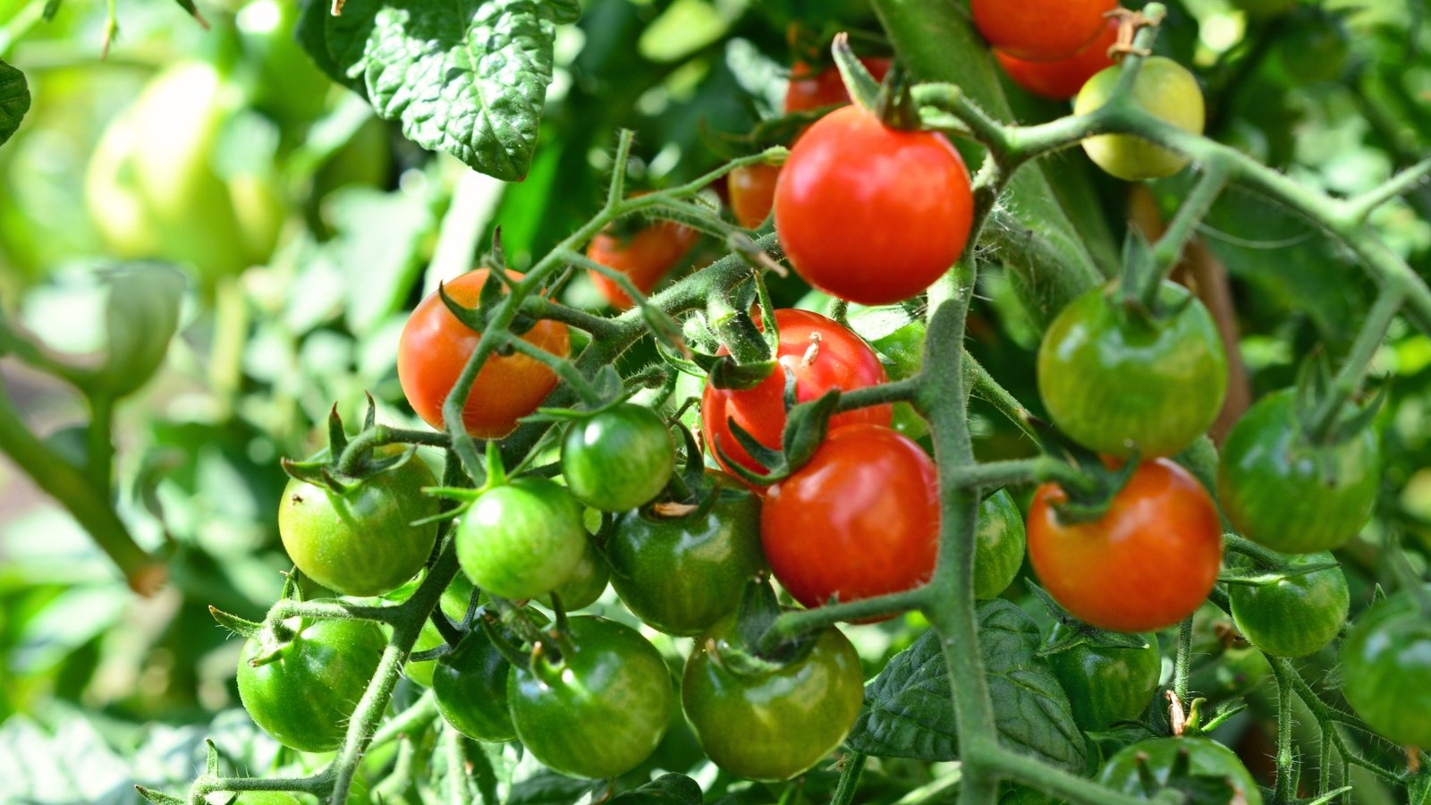 Bushy green stems with serrated, compound leaves support clusters of small, round, shiny green and red cherry tomatoes.