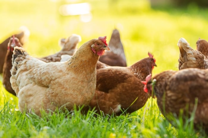 Chicken garden mistakes. Several brown chickens walk in a sunny green garden, close-up.