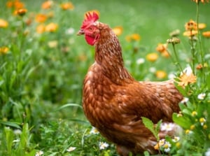 A brown chicken walks among bright orange marigolds - chicken safe flowers.