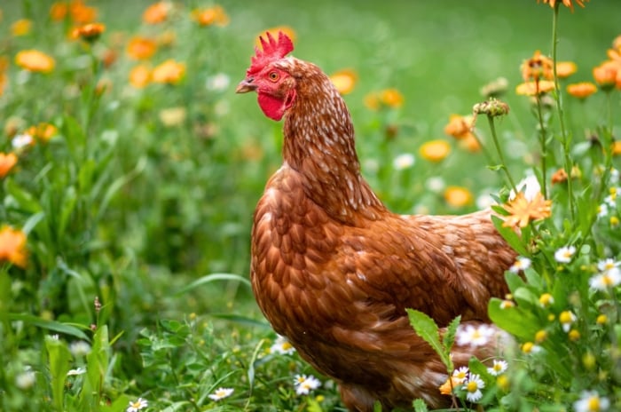 A brown chicken walks among bright orange marigolds - chicken safe flowers.
