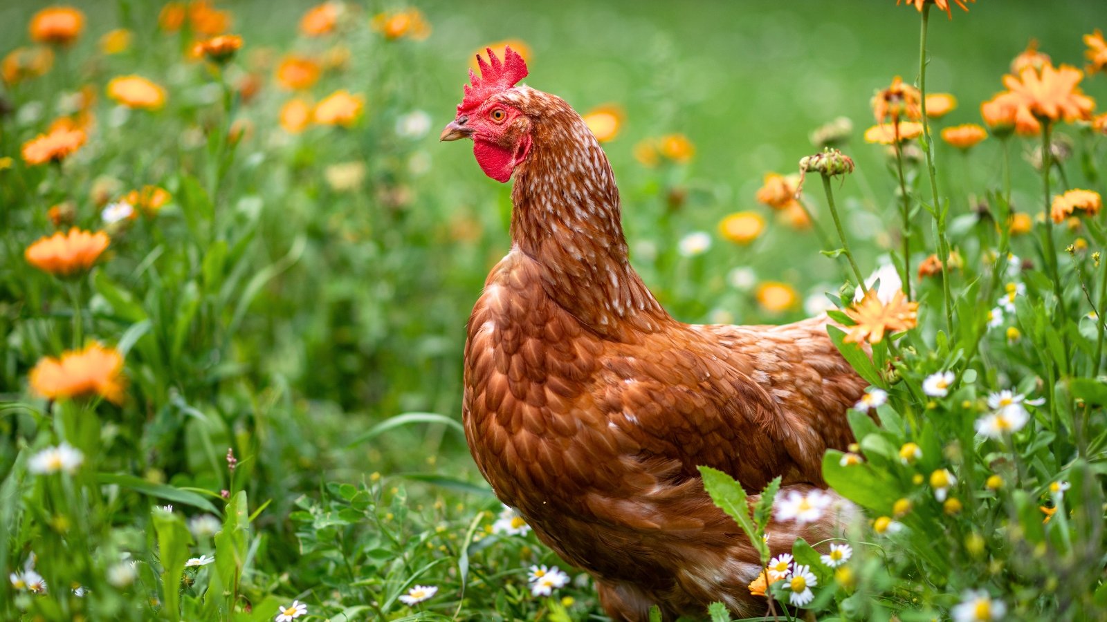 A brown chicken walks among bright orange marigolds - chicken safe flowers.
