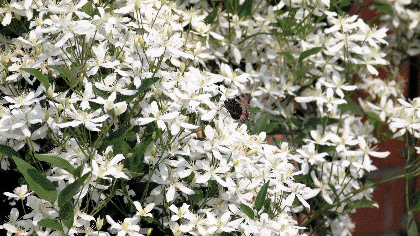 Clusters of star-shaped white flowers with creamy centers cover glossy, dark green evergreen leaves on arching, woody vines.