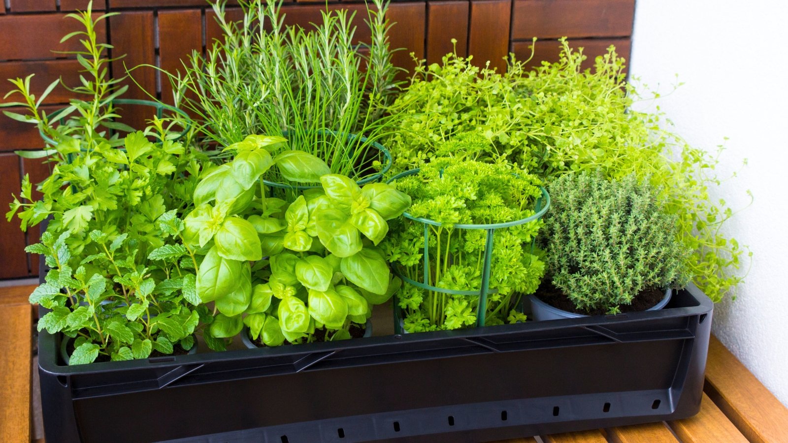 19 Container Plants That Deter Biting Insects