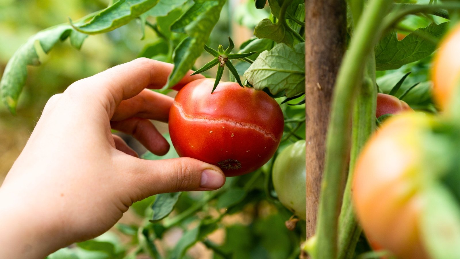 A woman's hand touches a tomato fruit with visible concentric cracks along its red skin, revealing slight splitting down the center, against a background of green foliage and a green garden.