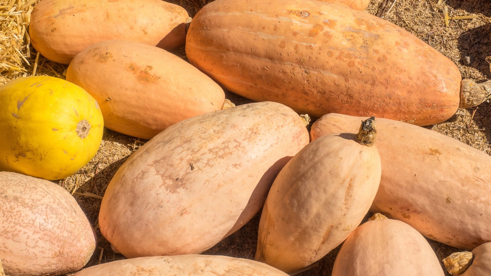 Several elongated, pale pink fruits with smooth skin resting on mulched soil, in a sunny garden.