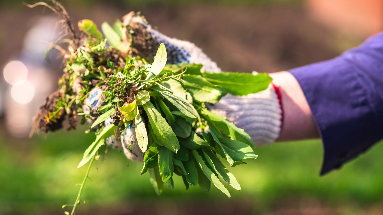 5 Pro Tips to Cut Down on Summer Weeds