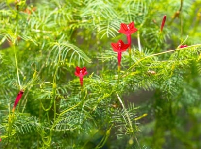 Twining cypress vines with soft, fern-like foliage and bright crimson blossoms form a delicate tangle in the garden.