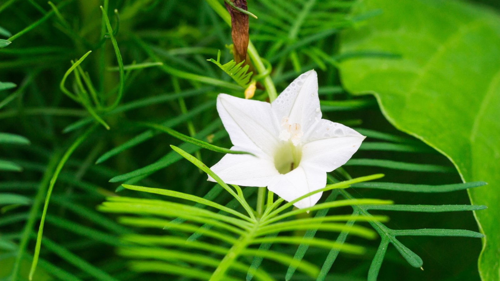 Star-shaped white flower glows against a backdrop of delicate, fern-like green leaves on slender climbing vines.