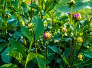 Lush plants of not blooming dahlia with lush green serrated foliage and dense rounded buds in shades of yellow and pink rising on thin vertical stems in the garden.