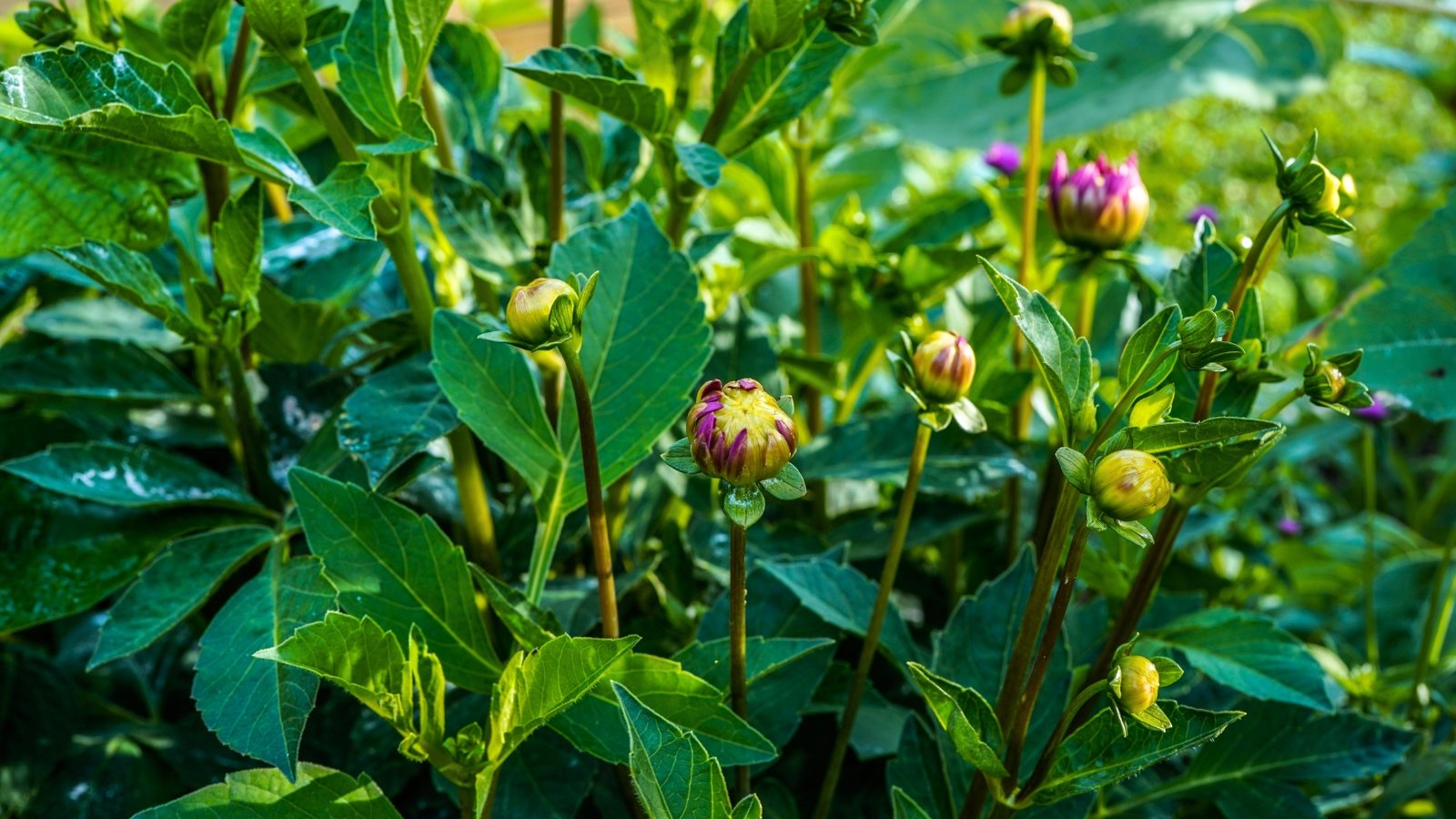 Lush plants of not blooming dahlia with lush green serrated foliage and dense rounded buds in shades of yellow and pink rising on thin vertical stems in the garden.
