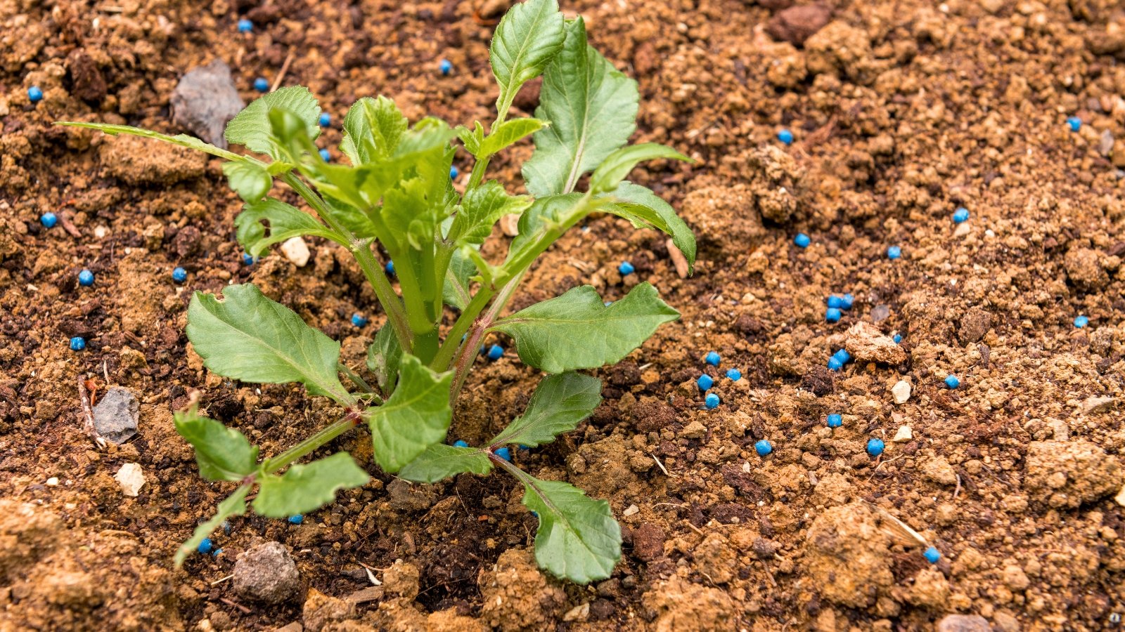 Close-up of a young dahlia seedling with oval, slightly serrated green leaves on an upright stem, growing in loose brown soil with blue granular fertilizer sprinkled at the base.