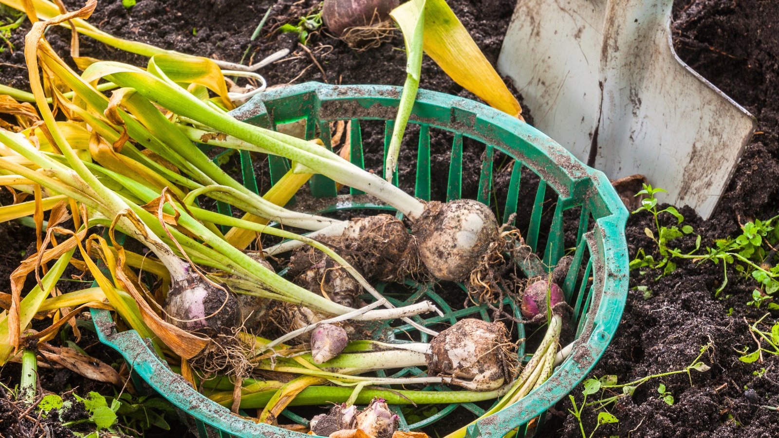 Digging vs. leaving bulbs. Close-up of soil-covered hyacinth tubers with yellowing, wilting leaves in a green basket on the ground, with a large shovel embedded in the soil behind.
