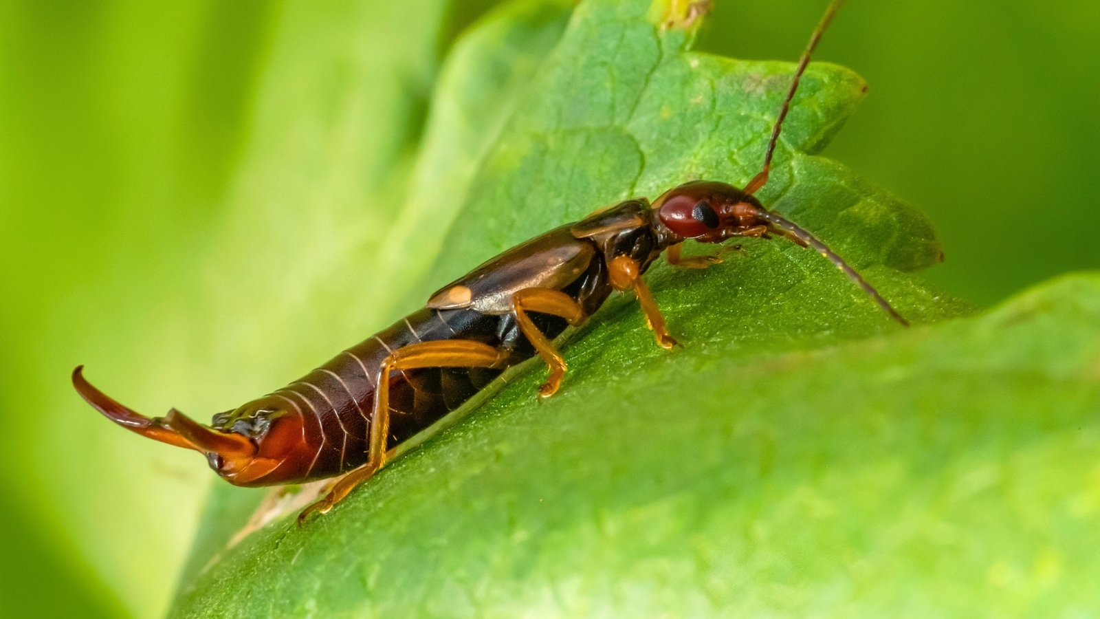 A brown earwig with long antennae and prominent pincers rests on a smooth green leaf.