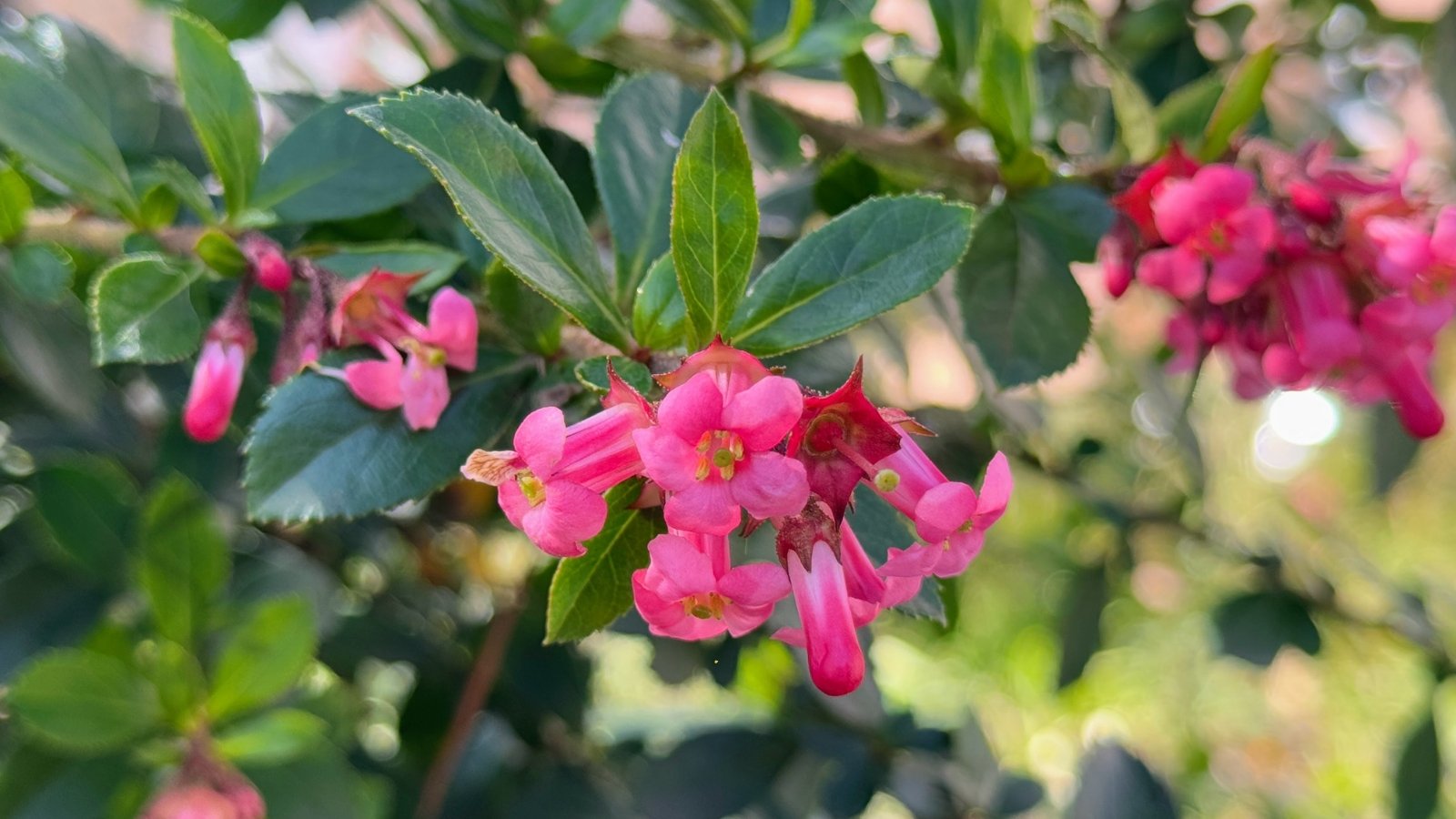 Bright pink clusters of small tubular flowers contrast with glossy dark green leaves on the shrub.