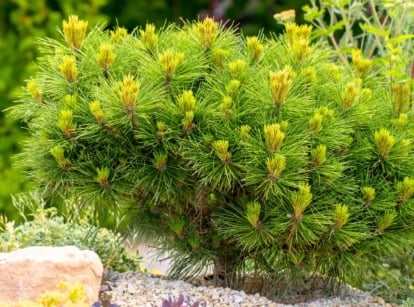 Compact evergreen shrubs with dense, dark green needles and a mounded shape, ideal for low-maintenance landscapes, as evergreen shrubs rarely need pruning.