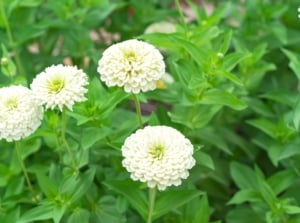 Extra-large white zinnia blooms with densely layered, slightly ruffled petals sit atop tall green stems with broad, lance-shaped leaves.