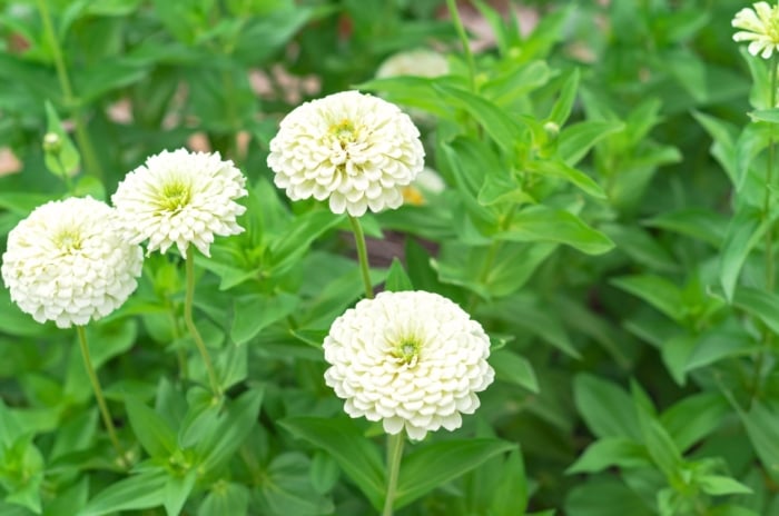 Extra-large white zinnia blooms with densely layered, slightly ruffled petals sit atop tall green stems with broad, lance-shaped leaves.
