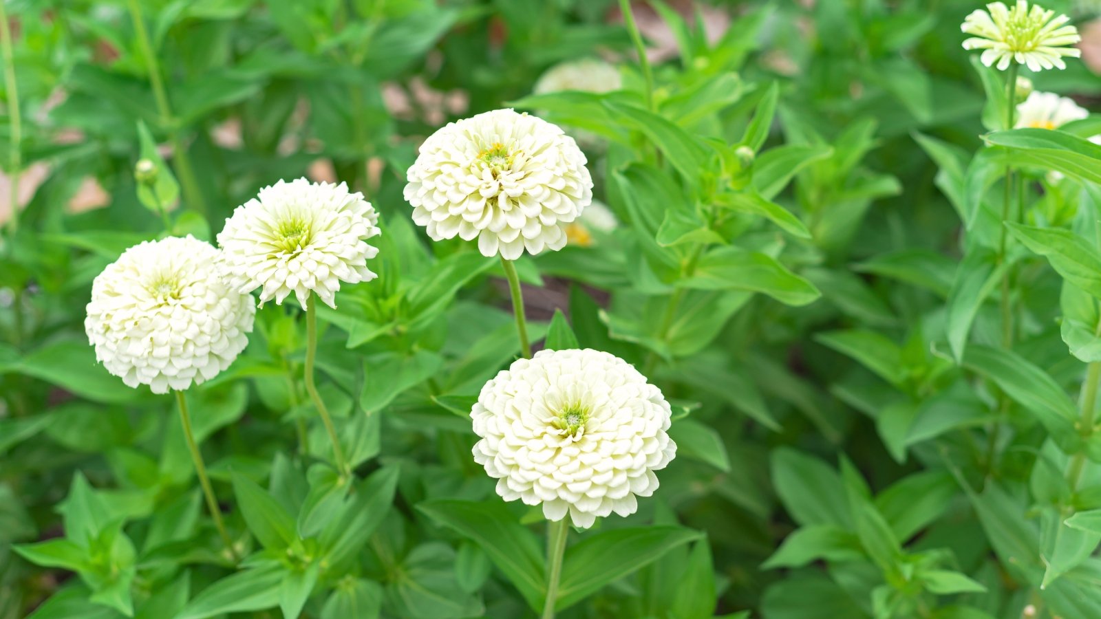 Extra-large white zinnia blooms with densely layered, slightly ruffled petals sit atop tall green stems with broad, lance-shaped leaves.
