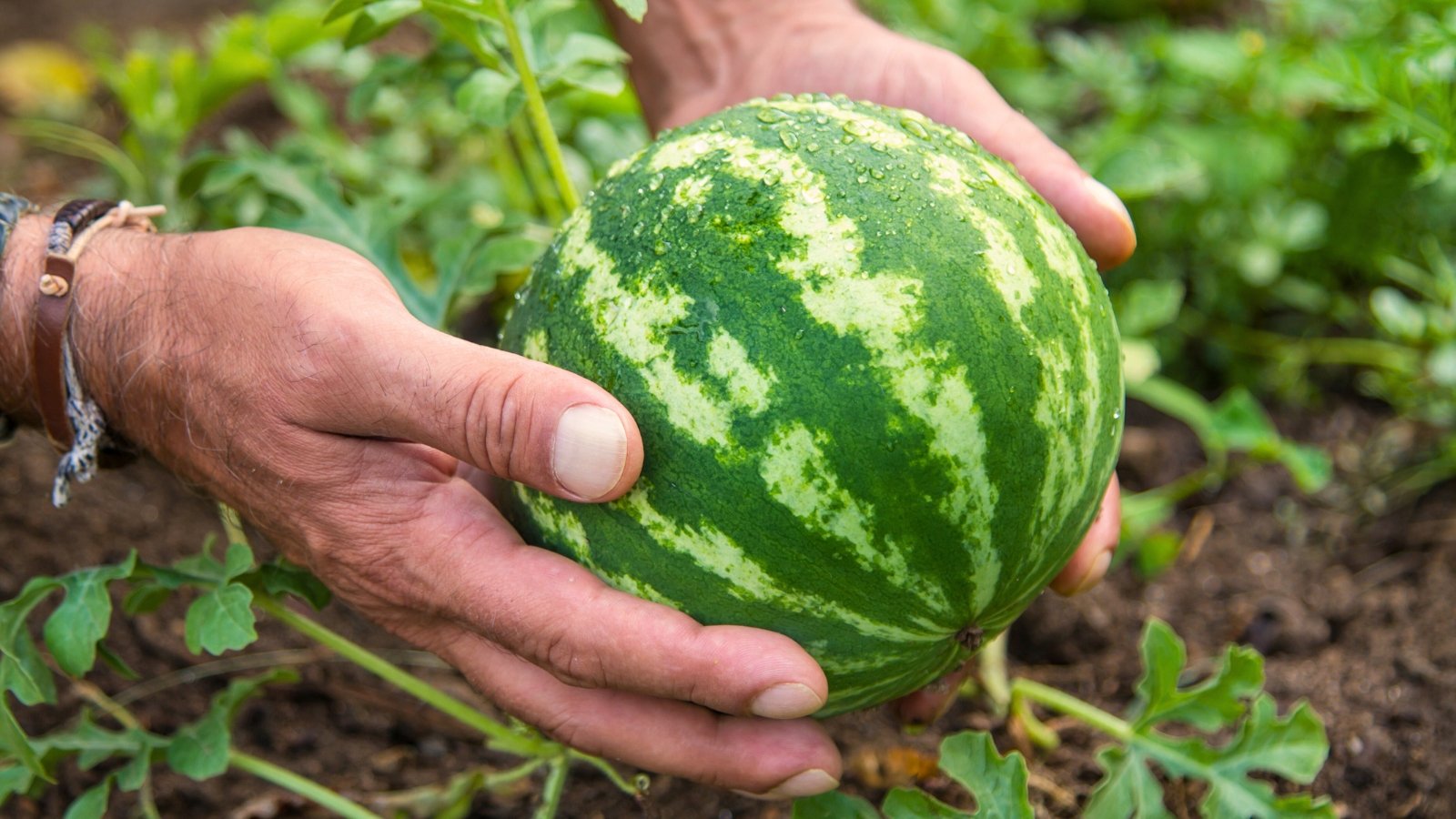 Close-up of male hands holding compact round ripe watermelon fruit with striped green rind among green foliage and vines.