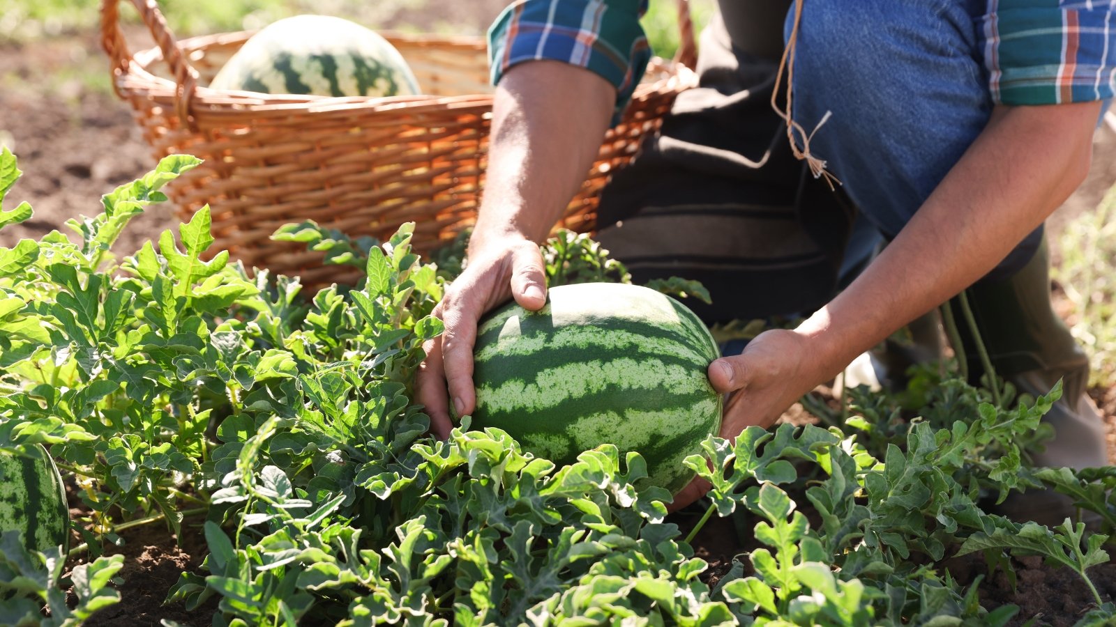 A male farmer picks large, ripe watermelons with striped green skins in a sunny field, into a large wicker basket.