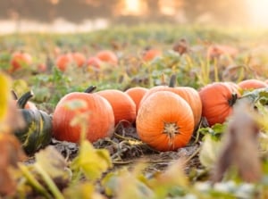 Freshly picked bright orange and green pumpkins with glossy, lightly ribbed and heavily ribbed skins lie in a large field among dry stems and leaves, showing off the fast growing pumpkins planted in July.