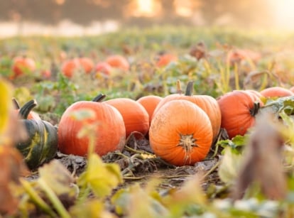 Freshly picked bright orange and green pumpkins with glossy, lightly ribbed and heavily ribbed skins lie in a large field among dry stems and leaves, showing off the fast growing pumpkins planted in July.