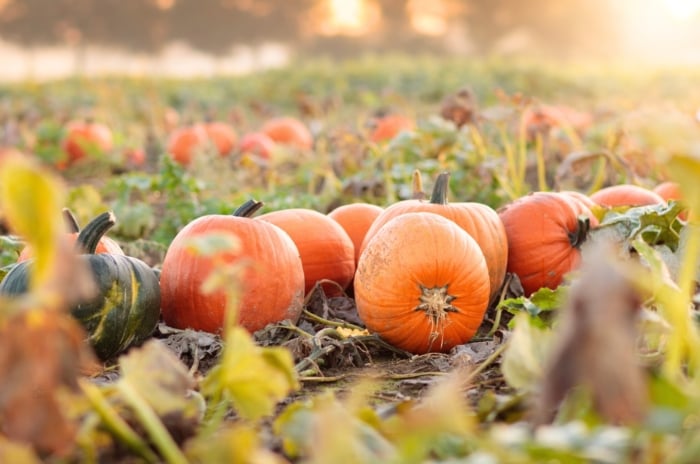 Freshly picked bright orange and green pumpkins with glossy, lightly ribbed and heavily ribbed skins lie in a large field among dry stems and leaves, showing off the fast growing pumpkins planted in July.