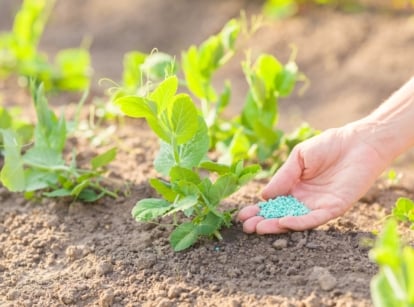 Fertilizing plants in hot weather. A woman's hand applies blue granular fertilizer to young pea plants growing in a bed in a hot summer garden.