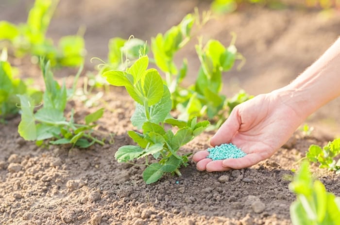 Fertilizing plants in hot weather. A woman's hand applies blue granular fertilizer to young pea plants growing in a bed in a hot summer garden.