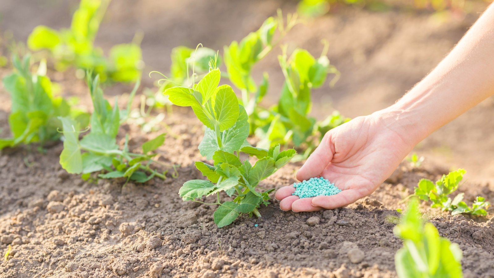 Fertilizing plants in hot weather. A woman's hand applies blue granular fertilizer to young pea plants growing in a bed in a hot summer garden.