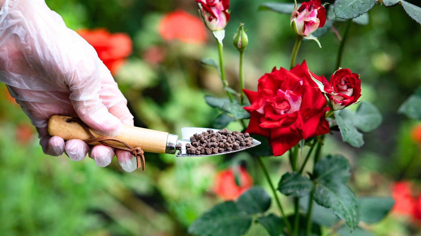 A man's hand wearing a white glove holds a small garden trowel full of brown granular organic fertilizer near a brightly blooming rose with deep red flowers among green jagged foliage.