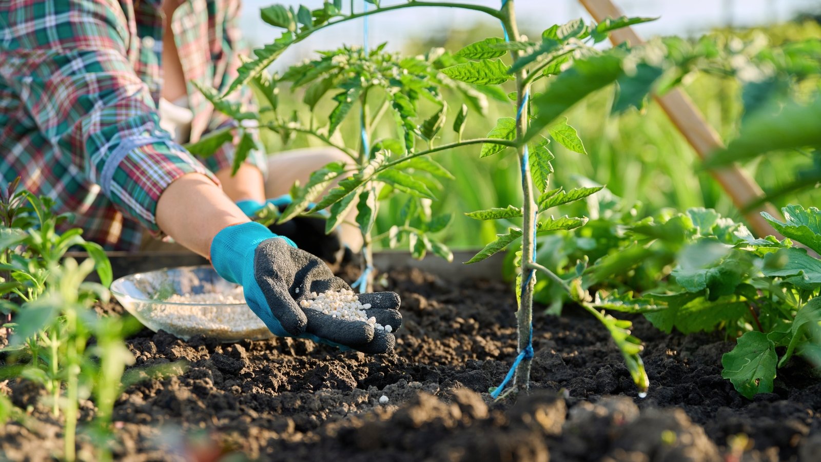A female gardener wearing dark blue gloves spreads white granular fertilizer to leafy tomato plants in a raised bed.