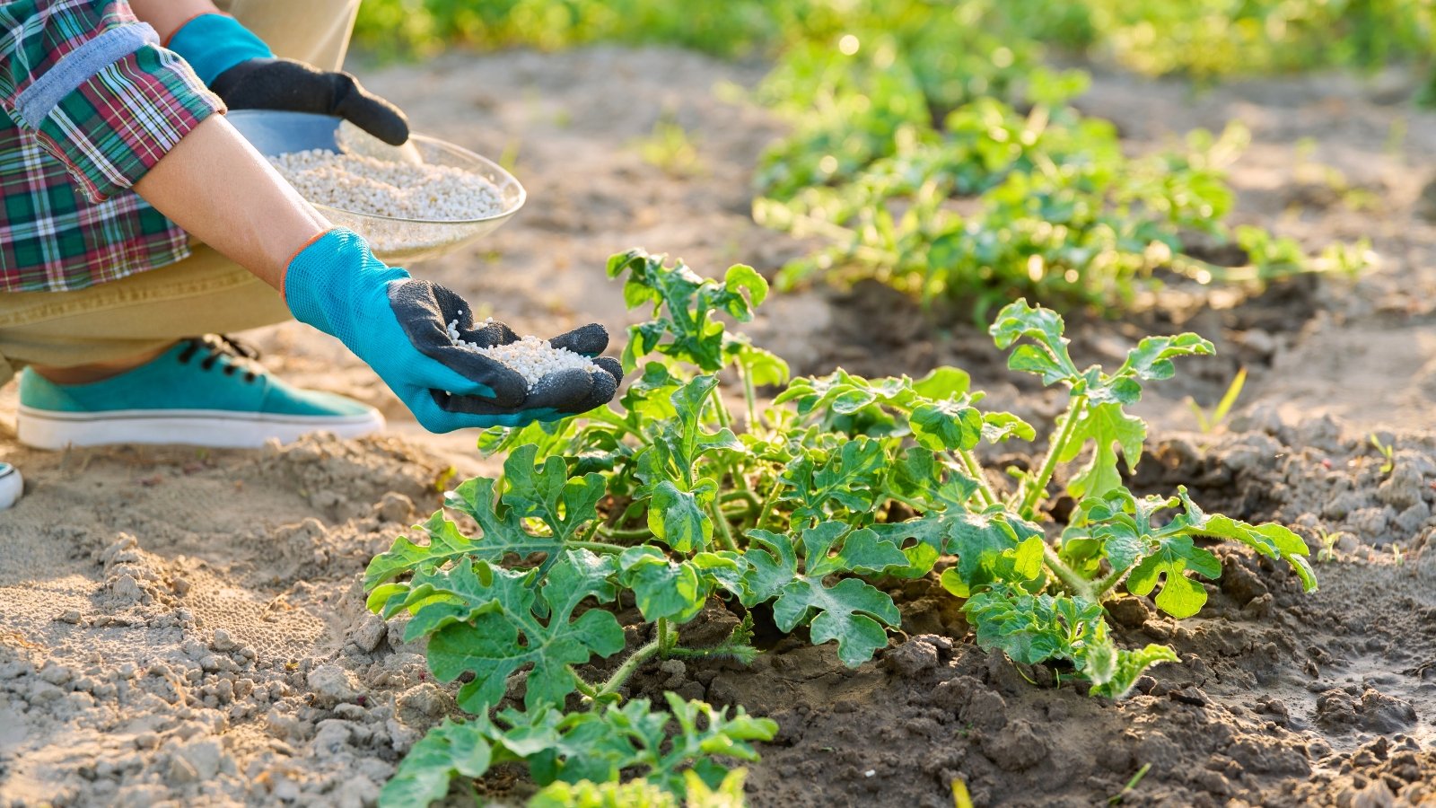 Female gardener in blue gloves adding white granular fertilizer to watermelon plant featuring sprawling vines with rough, hairy stems spread across the soil, bearing large, deeply lobed green leaves