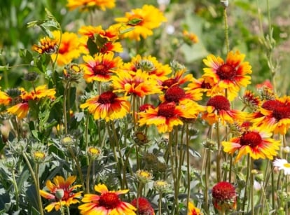 Vibrant red and yellow daisy-like flowers with fringed petals, supported by slender green stems and narrow lance-shaped leaves, showing the flowers you can direct sow in July.