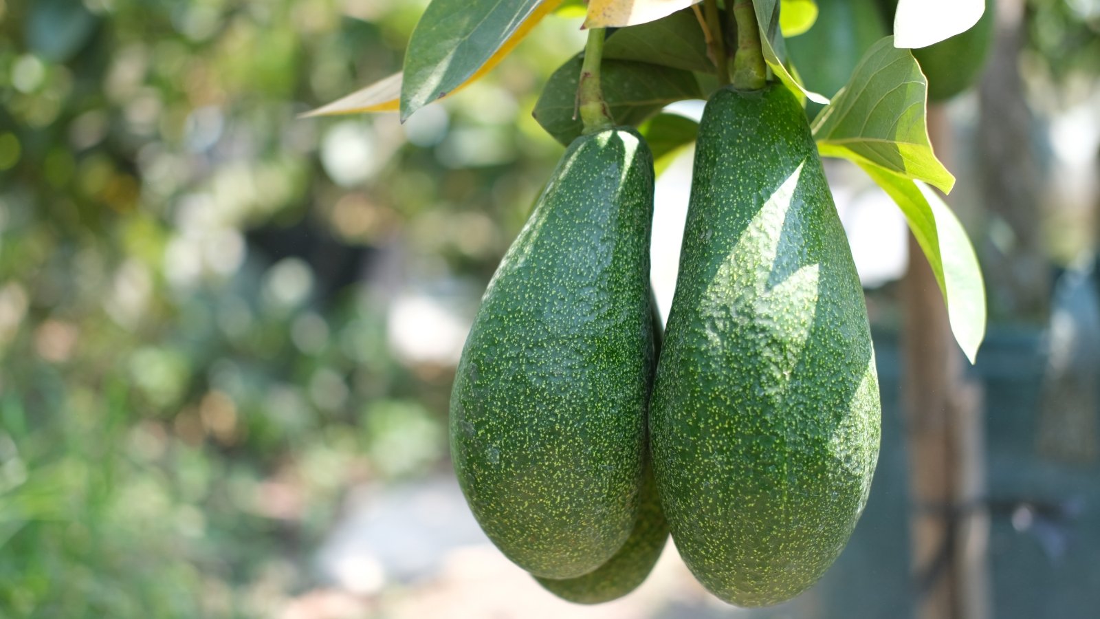 Close-up of fresh green pear-shaped fruits with smooth glossy green skin hanging from the branches of a potted dwarf avocado tree in a sunny garden.