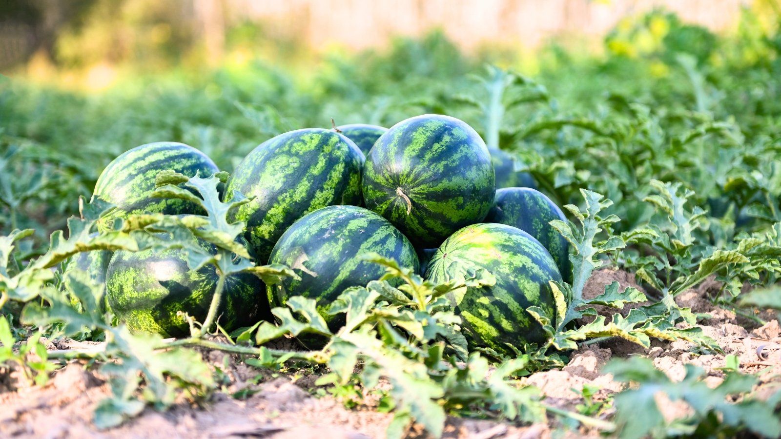 Round fresh watermelon fruits with dark green stripes piled on soil surrounded by sprawling green vines and leaves in bright sunlight.